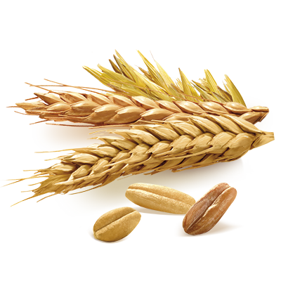 visual_flavor_multigrain.png