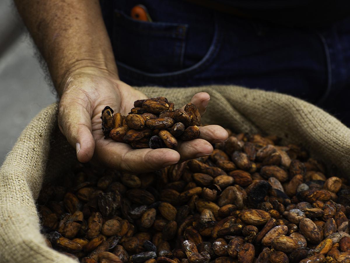 5) supply chain-cocoa-hero-editorial-1200x900px.jpg